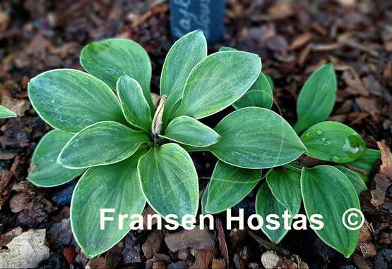 Hosta Kafka's Mouse