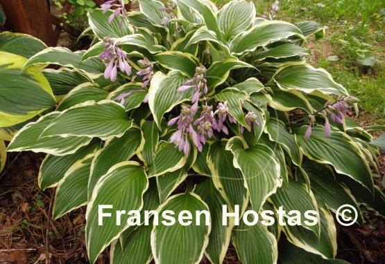Hosta Kalamazoo