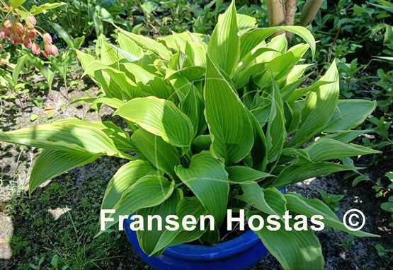 Hosta Kalamazoo