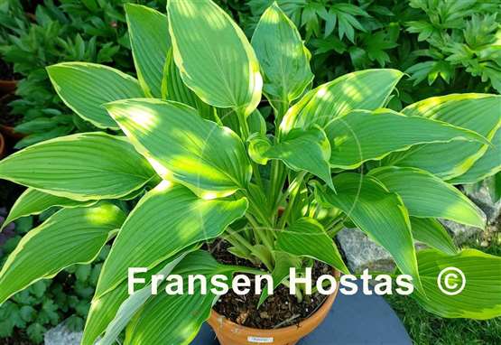 Hosta Kalamazoo