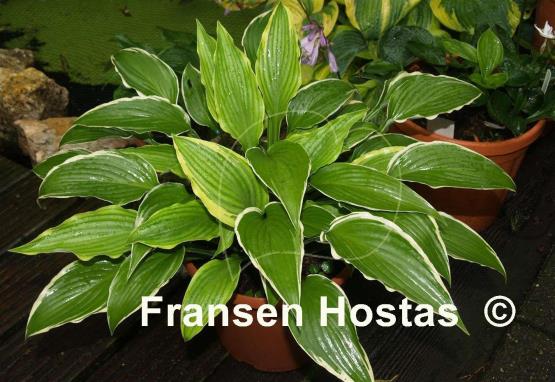 Hosta Kalamazoo