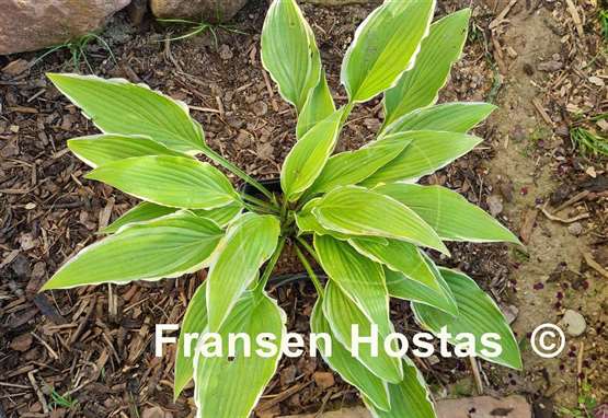 Hosta Kalamazoo