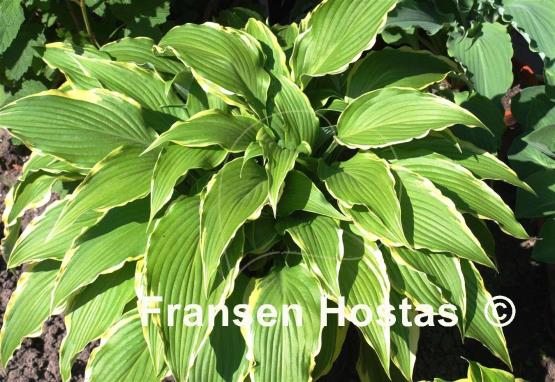 Hosta Kalamazoo