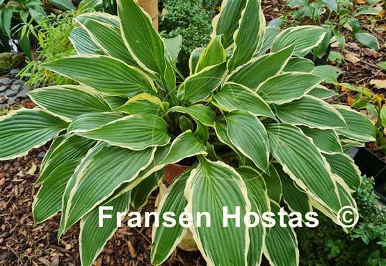 Hosta Kalamazoo