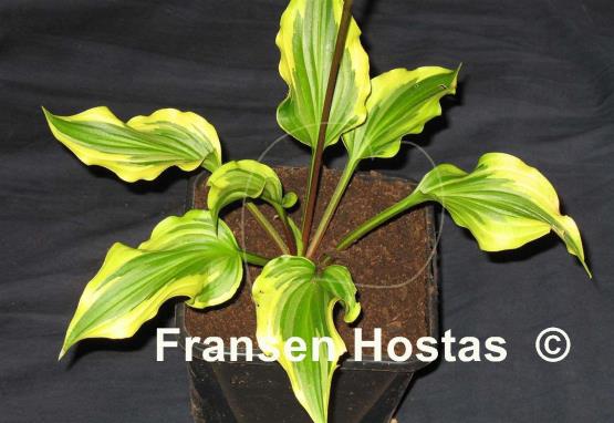 Hosta Kanzi