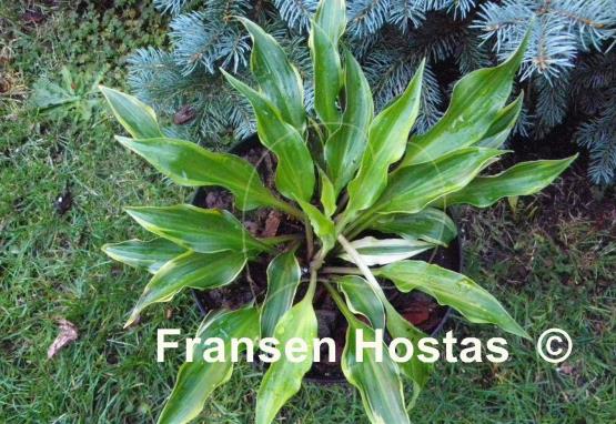 Hosta Kanzi