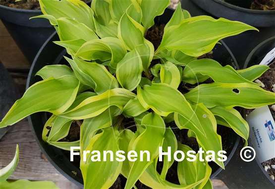 Hosta Kanzi