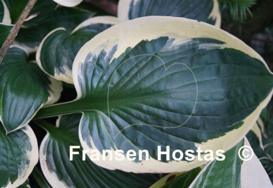 Hosta Karin