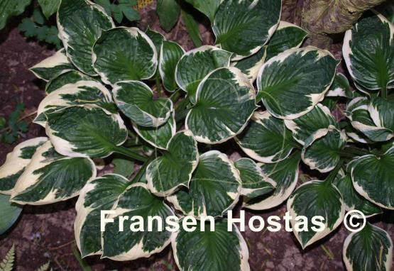 Hosta Karin