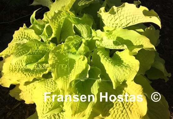 Hosta Karma Chameleon