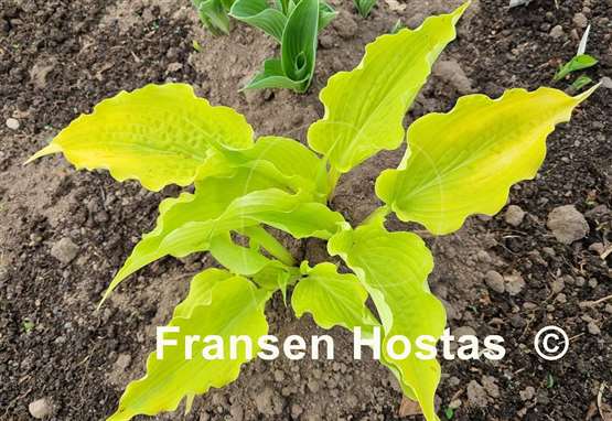 Hosta Karma Chameleon