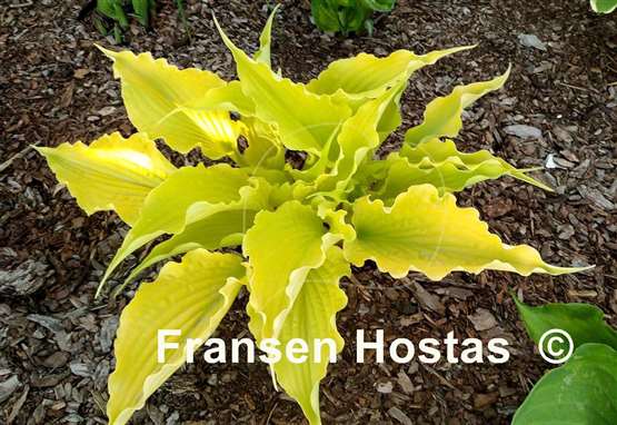 Hosta Karma Chameleon