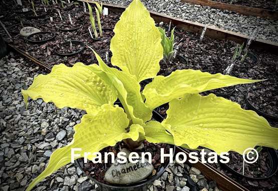 Hosta Karma Chameleon