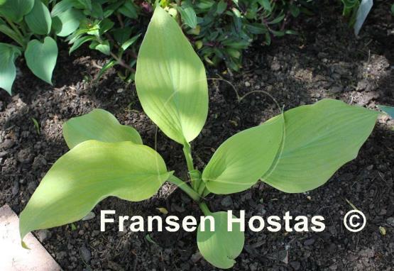 Hosta Kasseler Gold