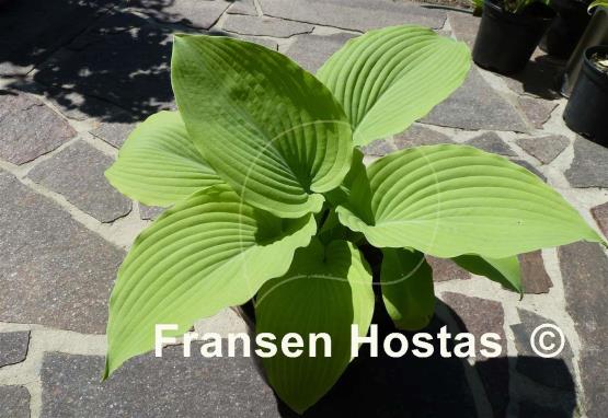 Hosta Kasseler Gold