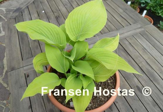 Hosta Kasseler Gold