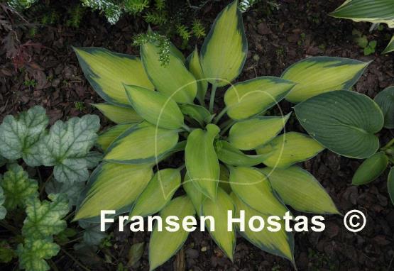 Hosta Katherine Lewis
