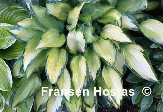 Hosta Katherine Lewis