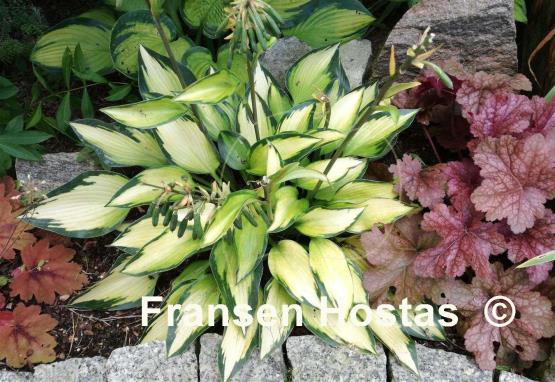 Hosta Katherine Lewis