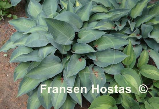 Hosta Katherine Lewis