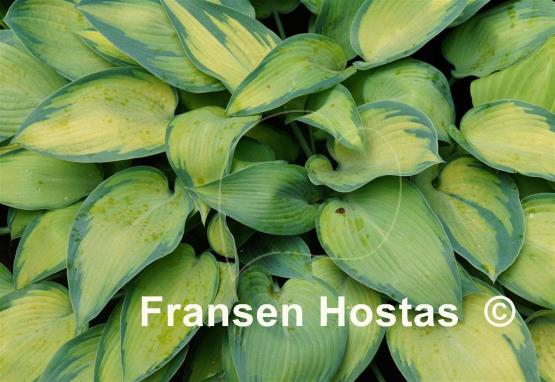 Hosta Katherine Lewis