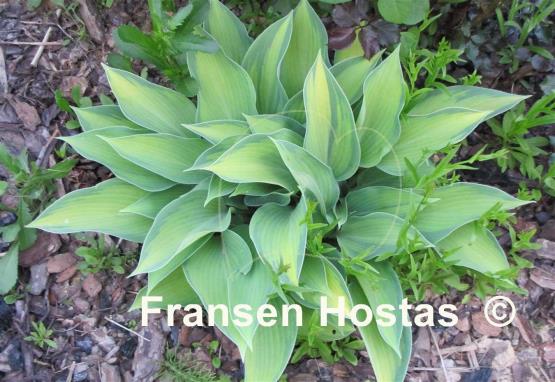 Hosta Katherine Lewis