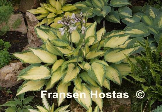 Hosta Katherine Lewis