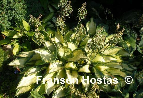 Hosta Katherine Lewis