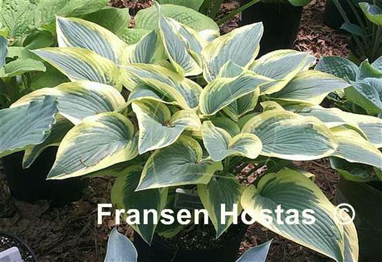 Hosta Kathy My Love