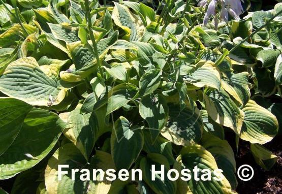 Hosta Katie Q
