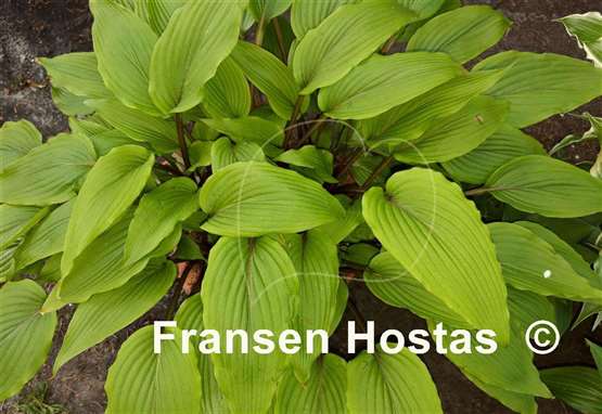 Hosta Katsuragawa Beni