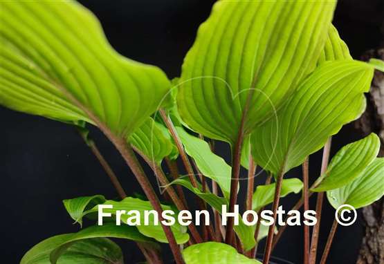 Hosta Katsuragawa Beni