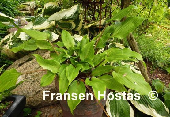 Hosta Katsuragawa Beni