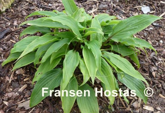 Hosta Katsuragawa Beni