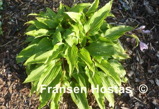 Hosta Katsuragawa Beni