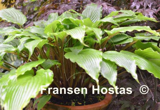Hosta Katsuragawa Beni