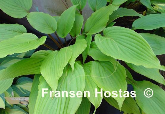Hosta Katsuragawa Beni