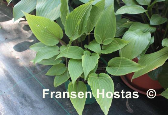 Hosta Katsuragawa Beni