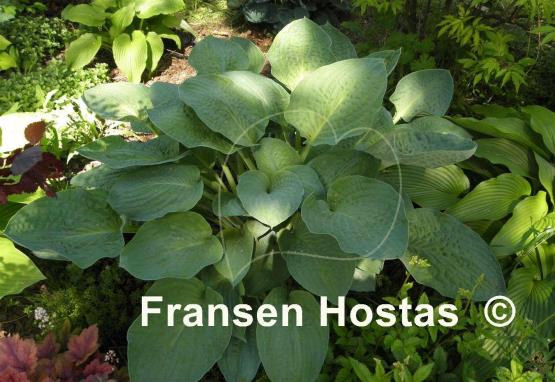 Hosta Kelly