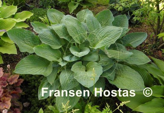 Hosta Kelly