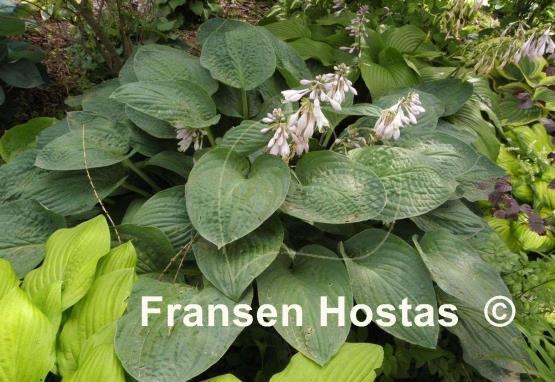 Hosta Kelly