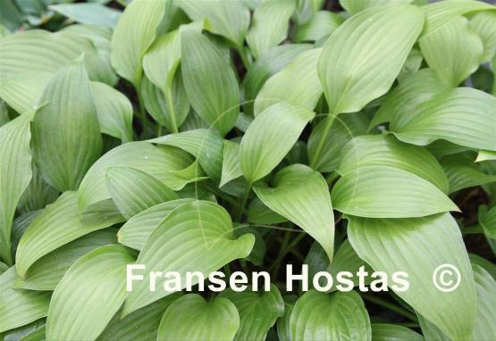 Hosta Kelsey