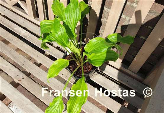 Hosta Kempen Banana Peel