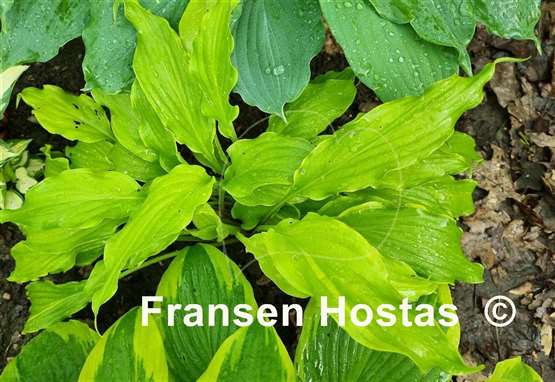 Hosta Kempen Banana Peel