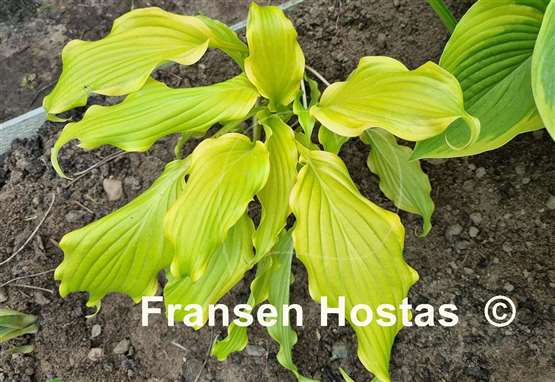 Hosta Kempen Banana Peel