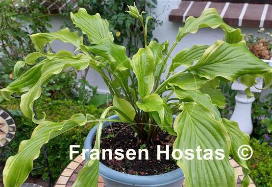 Hosta Kempen Banana Peel