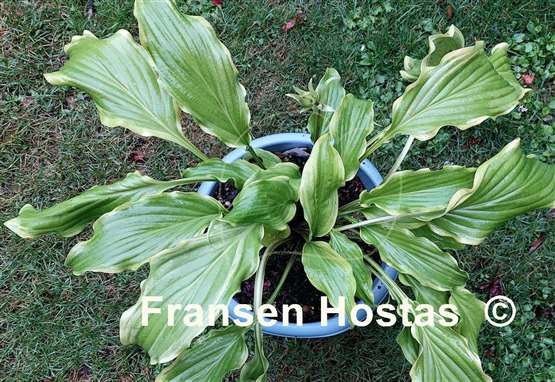Hosta Kempen Banana Peel