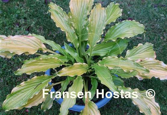 Hosta Kempen Banana Peel