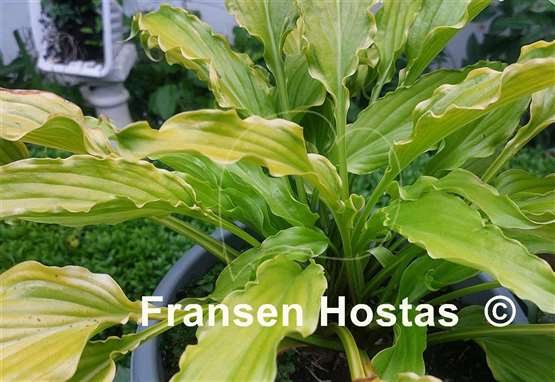 Hosta Kempen Banana Peel