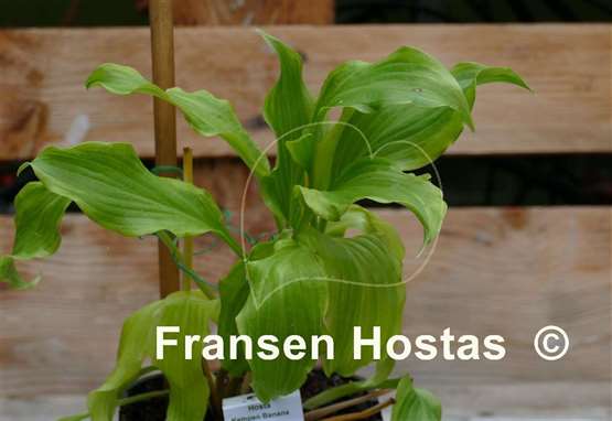 Hosta Kempen Banana Peel